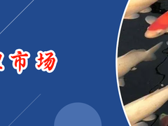 南昌锦鲤价格