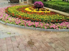 天津绿植租赁