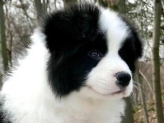 益帆边境犬舍