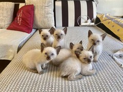 晶滢猫舍