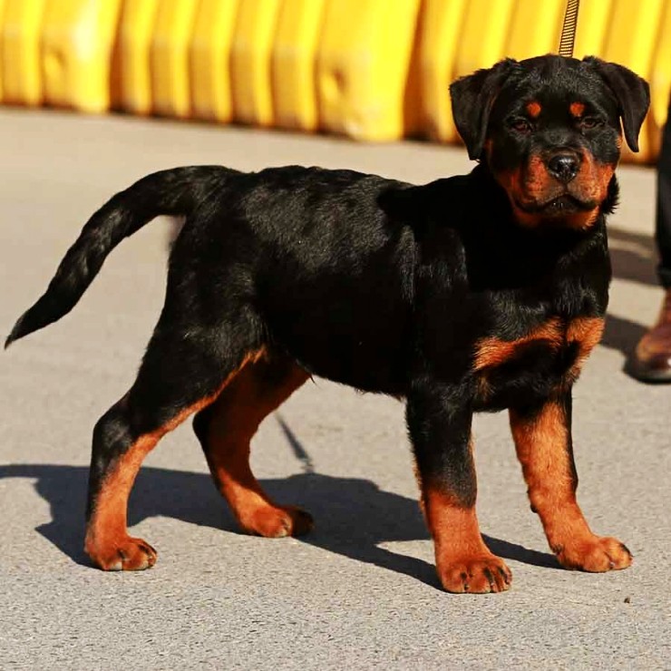 犬舍繁殖基地