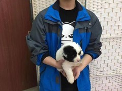 上海青浦区宠物小动物流浪狗流浪猫救助领养收容收养中心站