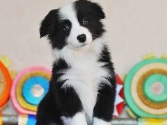 绵阳西施犬