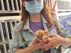 上海黄浦区宠物流浪狗流浪猫小动物救助领养收容收养中心站
