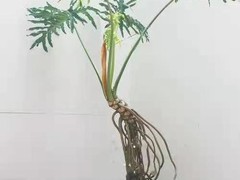 天津绿植租赁