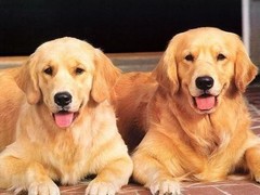 徐州爱尔兰雪达犬