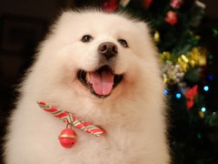 无锡哈瓦那犬
