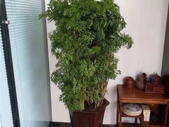 丰泽园林设计
