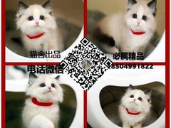 可乐猫咪苑