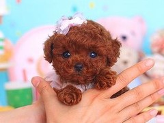 广东cku名犬繁殖基地