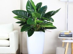 海口滨江鲜花绿植园圃