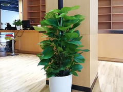 北京綠植花卉租賃租擺