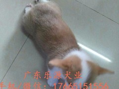 广东退伍兵犬舍