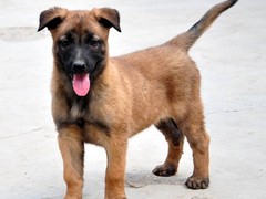 南昌德国宾莎犬