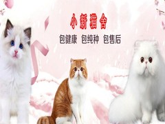 小新猫舍