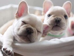 信达犬业