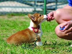 珠海训犬基地