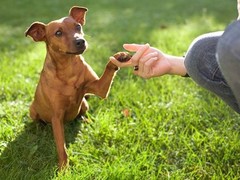 马鞍山孙亮星狗连锁品牌训犬基地