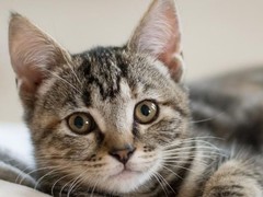长沙东方猫领养