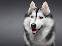 咸阳哈士奇幼犬