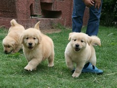 石家庄大丹犬领养