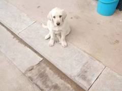 宏大犬业