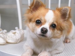 贵阳田野小猎犬