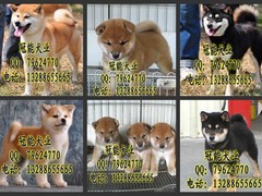 广东cku名犬繁殖基地