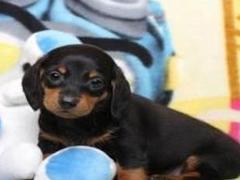 盛诚犬业