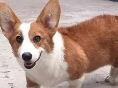 泰州粗毛柯利犬