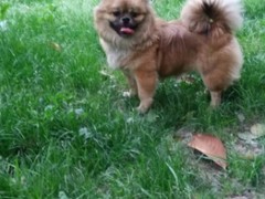 保定库瓦兹犬