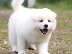 爱宠乐犬舍