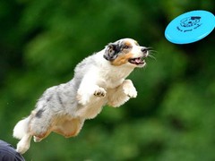 马鞍山训犬基地