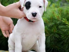 星园犬业