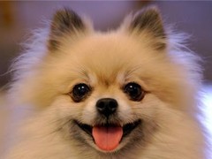连云港波尔多犬