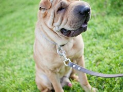 台州柯利犬