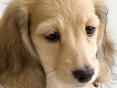 广东铃铛犬舍繁殖基地