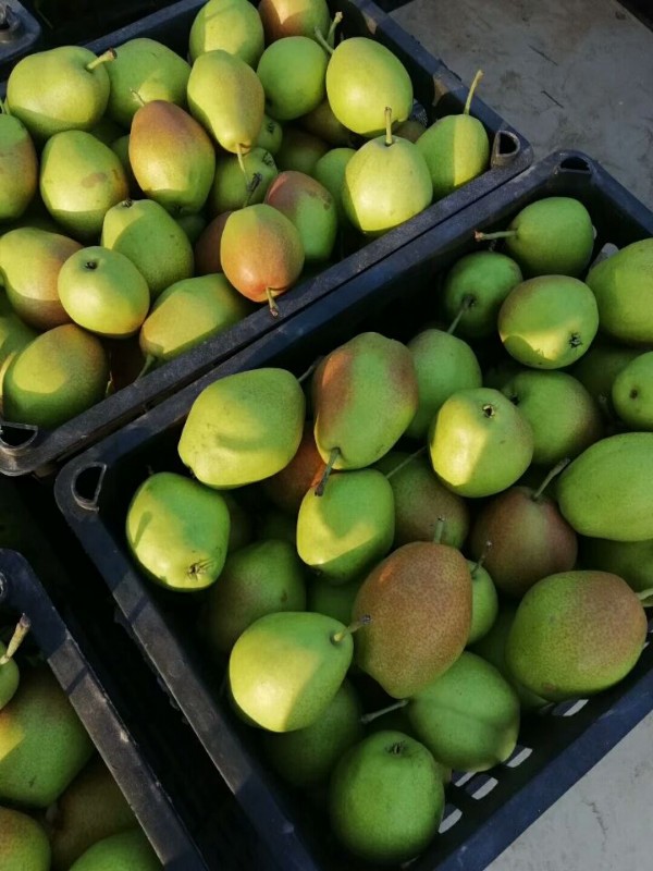 陕西红香酥梨种植基地,红香酥梨产地,红香酥梨价格_陕西红富士苹果