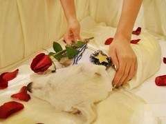 上海宠物火化