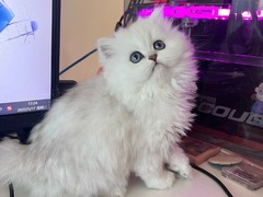 欣妍猫舍