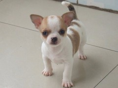 星园犬业