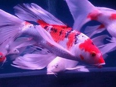 南京碧海水族