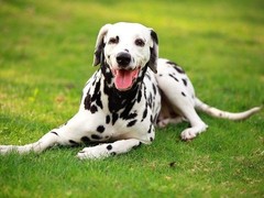 东莞田野小猎犬