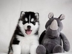 豆豆犬舍