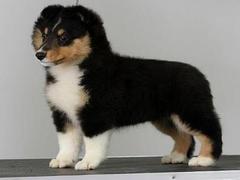 盛诚犬业