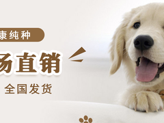 高端萌宠