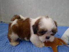 盛诚犬业