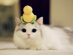 清韵猫舍