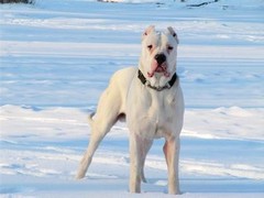 信达猎犬专业养殖基地
