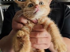 上海青浦区宠物小动物流浪狗流浪猫救助领养收容收养中心站